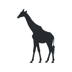 Silhouette of a Giraffe Standing Tall Against a White Background