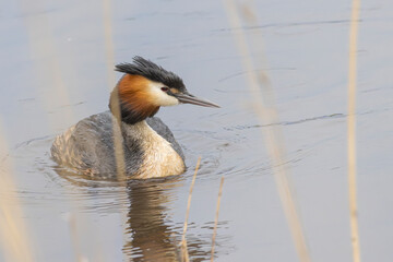 Portrait of Great crested grebe (podiceps cristatus) swimming reflected in the water