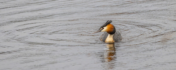 Portrait of Great crested grebe (podiceps cristatus) swimming reflected in the water