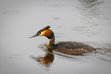 Portrait of Great crested grebe (podiceps cristatus) swimming reflected in the water