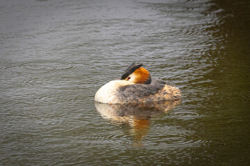 Portrait of Great crested grebe (podiceps cristatus) sleeping and reflected in the water