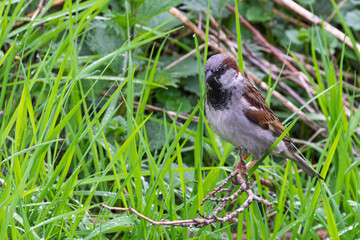 Male House sparrow (Passer domesticus) betwen grass looking for food