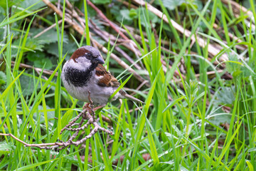 Male House sparrow (Passer domesticus) betwen grass looking for food