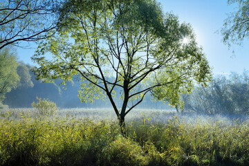Willow in autumn morning with back light, Russia