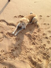 Dogs on a sandy beach. Dogs in Sri Lanka. Wild dogs on the beach. 