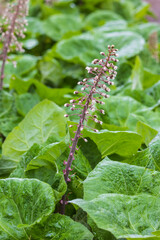 Pink-violet butterbur (Petasites hybridus) on roadside during spring season