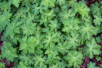 Green geranium leaves in the garden.