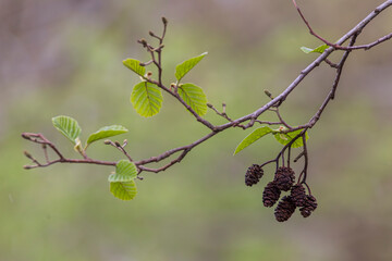 Closeup of alder cones (Alnus glutinosa) on branche with green leaves during spring