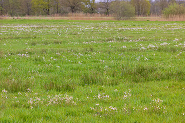 Agricultural field with blooming Cuckoo flower (Cardamine pratensis)