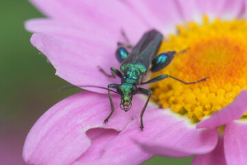 Closeup on the metallic green swollen-thighed or  thick-legged false oil beetle Oedemera nobilis on a pink flower
