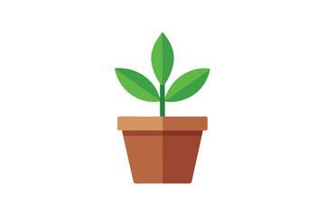 green plant in a pot