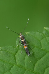 Vertical closeup on a colorful European micro moth, Cosmopterix zieglerella