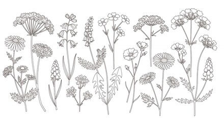 Fototapeta premium Line drawings of various flowers and plants