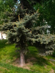 tree in the forest