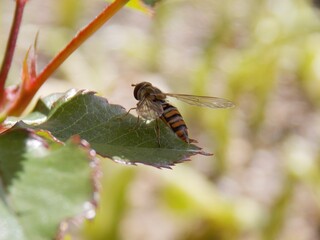 wasp on a rose leaf