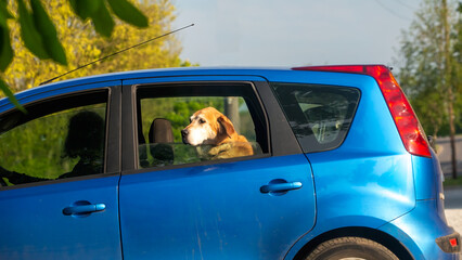 Whittlebury,Northants.,.UK - April 27th 2025: Golden Dog Looking Out From a Blue Car Window on a Sunny Day.