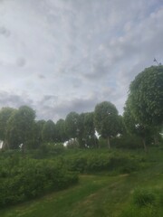 landscape with trees