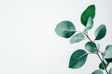 Eucalyptus branch with green leaves against plain backdrop for design mockups, and presentations