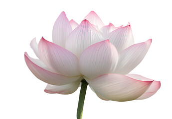  Pink and white lotus flower, transparent background, high-definition photography