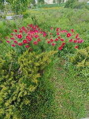 garden with flowers