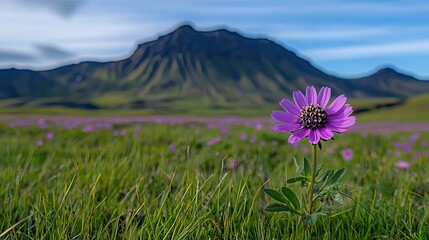 Solitary purple flower in grassy meadow against backdrop of mountains.