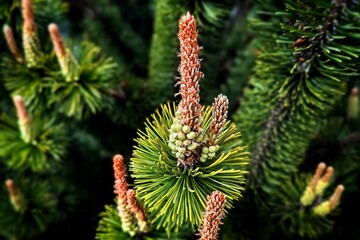 Fototapeta premium Pine dwarf European blooms. Zherep in spring.