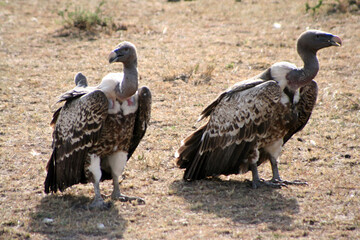 Rüppell's vultures, Gyps rueppelli, at the Masai Mara