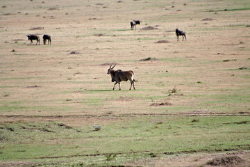 Common Eland, Taurotragus oryx, at the Masai Mara