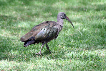 Fototapeta premium Hadada ibis, Bostrychia hagedash, on a lawn