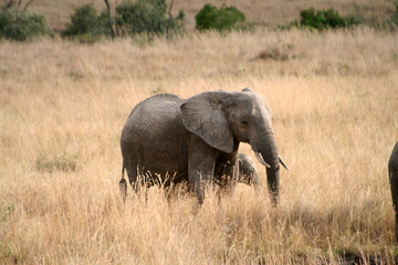 Elephant at the Masai Mara