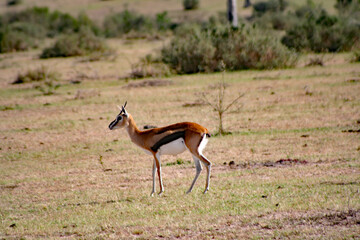 Serengeti Thomson's gazelle, Eudorcas nasalis, at the Masai Mara