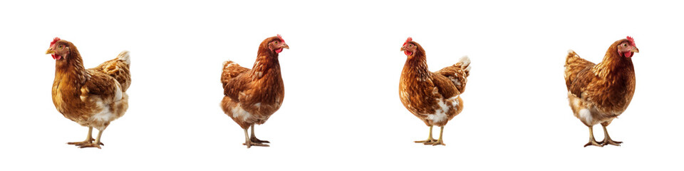 Fototapeta premium Set of Brown Hen isolated on transparent background