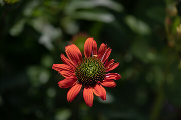 Bright red flower blooms in a lush green garden under the warm sunlight during a tranquil afternoon