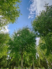 trees in the forest