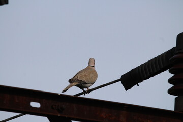 Eurasian collared dove, Streptopelia decaocto aka Eurasian Collared Dove perched on the electric wire. Isolated on blue background. european collared dove on a blue background
