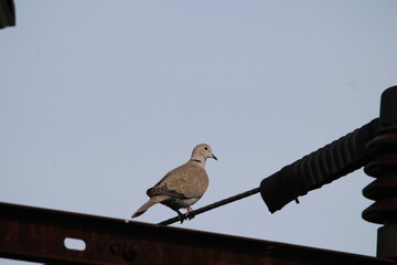 Eurasian collared dove, Streptopelia decaocto aka Eurasian Collared Dove perched on the electric...