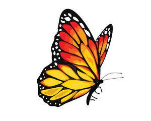 orange  flock lucky monarch butterflies