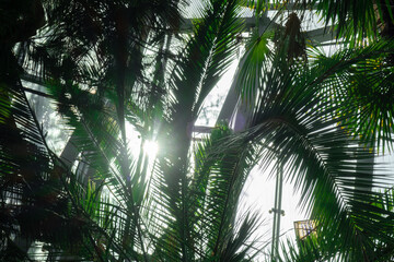 Close up of palm leaf next to old window. Abstract minimal interior design background decor template mockup. Concept of ecology exotic plant. Warm tan sunlight shadows through green window. Aesthetic