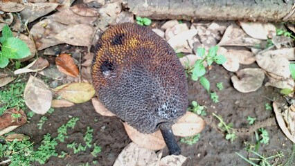 Infected Decaying Unripe Jackfruit Fallen: A Close-Up of Rotten Small Tropical Fruit on Natural Ground, Highlighting Failed Potential and Spoilage