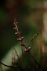 cluster of burgundy flowers.
