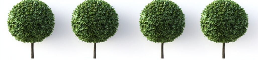Fototapeta premium Top down aerial view of four green shrubs or tree tops with lush foliage used for landscaping environment and garden design
