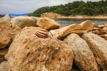 A shell fished out of the sea placed on the stones on the shore of the Adriatic Sea