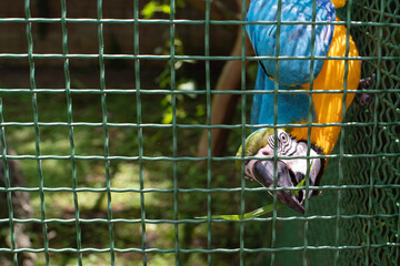 Blue and yellow macaw parrot sitting in cage at zoo, soft focus