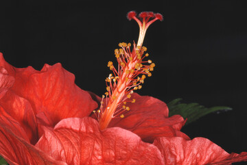 .Chinesische Roseneibisch, Hibiscus rosa-sinensis © Peter Oetelshofen