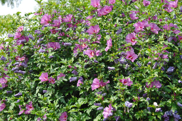 Gartenhibiskus, Straucheibisch, Hibiscus syriacus © Peter Oetelshofen