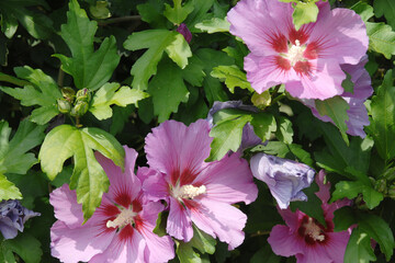 Gartenhibiskus, Straucheibisch, Hibiscus syriacus © Peter Oetelshofen
