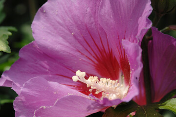 Gartenhibiskus, Straucheibisch, Hibiscus syriacus © Peter Oetelshofen