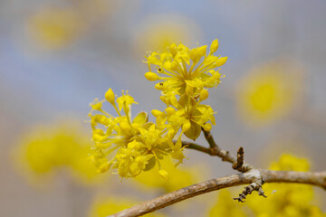 Kornelkirsche,  Cornus mas L.