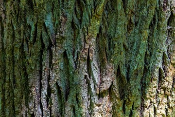 The structure of the tree bark of an old tree