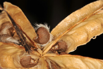 Hibiskus-Gartenhibiskus, Straucheibisch, Hibiscus syriacus